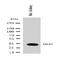 Integrin Subunit Alpha 1 antibody, orb137967, Biorbyt, Western Blot image 
