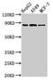 GLE1 RNA Export Mediator antibody, LS-C395454, Lifespan Biosciences, Western Blot image 
