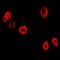 Ubiquitin-conjugating enzyme E2 C antibody, orb340929, Biorbyt, Immunofluorescence image 