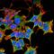 Leucine Rich Glioma Inactivated 1 antibody, NBP2-42190, Novus Biologicals, Immunocytochemistry image 