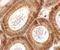Spermatogenesis Associated 6 antibody, LS-C144444, Lifespan Biosciences, Immunohistochemistry frozen image 