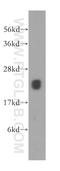Mitochondrial Ribosomal Protein S10 antibody, 16030-1-AP, Proteintech Group, Western Blot image 