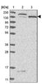 Non-SMC Condensin II Complex Subunit G2 antibody, NBP1-86633, Novus Biologicals, Western Blot image 