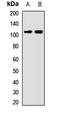 hMSH4 antibody, orb412783, Biorbyt, Western Blot image 