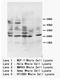 Apolipoprotein A1 antibody, AP23390PU-N, Origene, Western Blot image 