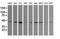Calreticulin-3 antibody, NBP2-45586, Novus Biologicals, Western Blot image 