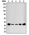 FGFR1 Oncogene Partner antibody, LS-C353303, Lifespan Biosciences, Western Blot image 
