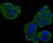 Ubiquitin Specific Peptidase 10 antibody, A03786-1, Boster Biological Technology, Immunocytochemistry image 
