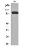Rho Guanine Nucleotide Exchange Factor 19 antibody, orb160002, Biorbyt, Western Blot image 