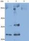 CD9 Molecule antibody, MA1-19301, Invitrogen Antibodies, Immunoprecipitation image 