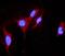 Dimethylarginine Dimethylaminohydrolase 1 antibody, PB10000, Boster Biological Technology, Immunofluorescence image 
