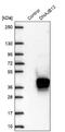 DnaJ Heat Shock Protein Family (Hsp40) Member B13 antibody, NBP2-30620, Novus Biologicals, Western Blot image 