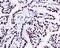 Small RNA Binding Exonuclease Protection Factor La antibody, ab124932, Abcam, Immunohistochemistry paraffin image 