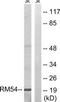 Mitochondrial Ribosomal Protein L54 antibody, TA316026, Origene, Western Blot image 