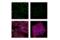 Putative ribosomal RNA methyltransferase NOP2 antibody, 25017S, Cell Signaling Technology, Immunofluorescence image 