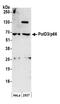 DNA Polymerase Delta 3, Accessory Subunit antibody, A301-244A, Bethyl Labs, Western Blot image 
