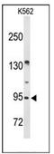 BMP/Retinoic Acid Inducible Neural Specific 3 antibody, AP51586PU-N, Origene, Western Blot image 
