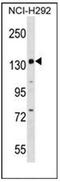 Period circadian protein homolog 1 antibody, AP53257PU-N, Origene, Western Blot image 