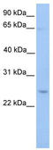 Autophagy Related 10 antibody, TA335432, Origene, Western Blot image 