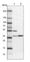 Family With Sequence Similarity 171 Member B antibody, NBP1-93847, Novus Biologicals, Western Blot image 