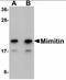 Mimitin, mitochondrial antibody, orb94334, Biorbyt, Western Blot image 