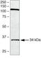 SPY1 antibody, 40-1800, Invitrogen Antibodies, Western Blot image 