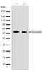 Occludin antibody, 701161, Invitrogen Antibodies, Western Blot image 