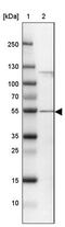 Coiled-Coil Domain Containing 14 antibody, PA5-57211, Invitrogen Antibodies, Western Blot image 