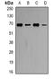 Heat Shock Protein Family D (Hsp60) Member 1 antibody, orb388247, Biorbyt, Western Blot image 