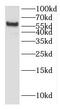 Histone H4 Transcription Factor antibody, FNab03865, FineTest, Western Blot image 