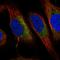 Chromosome 6 Open Reading Frame 47 antibody, HPA045281, Atlas Antibodies, Immunofluorescence image 