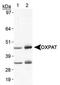 Perilipin 5 antibody, PA1-46216, Invitrogen Antibodies, Western Blot image 
