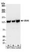 Ubiquitin Like Modifier Activating Enzyme 6 antibody, A304-109A, Bethyl Labs, Western Blot image 