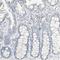 Dimethylaniline monooxygenase [N-oxide-forming] 3 antibody, HPA013750, Atlas Antibodies, Immunohistochemistry frozen image 