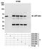 Lamina-associated polypeptide 2, isoforms beta/gamma antibody, A304-850A, Bethyl Labs, Immunoprecipitation image 