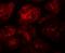 DEAD-Box Helicase 19A antibody, orb242168, Biorbyt, Immunofluorescence image 