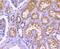 Yes Associated Protein 1 antibody, A00116S127, Boster Biological Technology, Immunohistochemistry paraffin image 