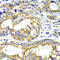 Adenylate Kinase 2 antibody, LS-C334772, Lifespan Biosciences, Immunohistochemistry frozen image 