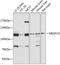 Multiple EGF Like Domains 10 antibody, 13-696, ProSci, Western Blot image 
