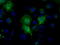 Basigin (Ok Blood Group) antibody, TA501163, Origene, Immunofluorescence image 