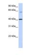 Alkylglycerol Monooxygenase antibody, orb325154, Biorbyt, Western Blot image 