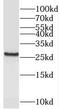Peroxisomal membrane protein 11C antibody, FNab06326, FineTest, Western Blot image 
