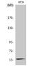 NAB2 antibody, A02873, Boster Biological Technology, Western Blot image 