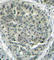 Catenin Beta 1 antibody, AP0217, ABclonal Technology, Immunohistochemistry paraffin image 