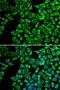 Hepatic lipase antibody, LS-C748555, Lifespan Biosciences, Immunofluorescence image 