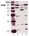 Protein Kinase CGMP-Dependent 1 antibody, A01708, Boster Biological Technology, Western Blot image 