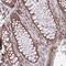 60S ribosomal protein L7 antibody, PA5-63562, Invitrogen Antibodies, Immunohistochemistry frozen image 