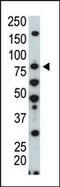 Hormonally Up-Regulated Neu-Associated Kinase antibody, PA5-15153, Invitrogen Antibodies, Western Blot image 