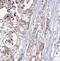 CDK5 Regulatory Subunit Associated Protein 3 antibody, FNab01560, FineTest, Immunohistochemistry frozen image 