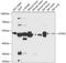 Leucine Zipper And EF-Hand Containing Transmembrane Protein 2 antibody, 15-242, ProSci, Western Blot image 